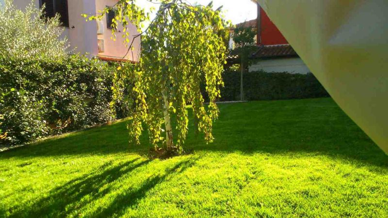 Sadnja i održavanje travnjaka Istra