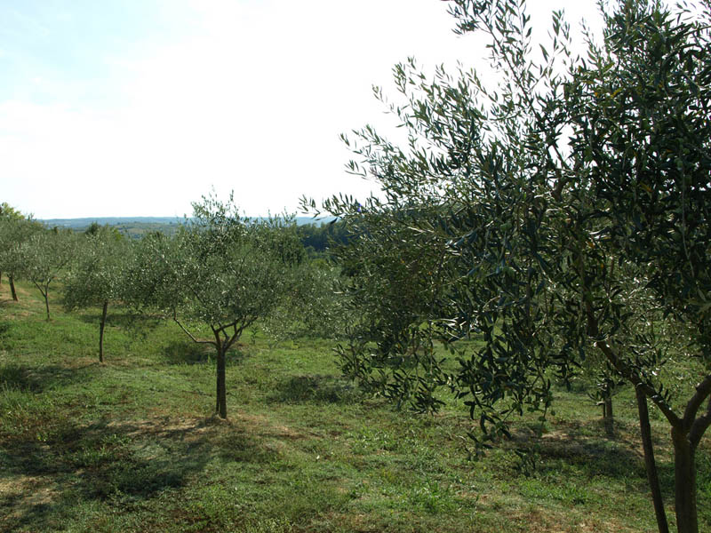 Prerada maslinovog ulja Istra