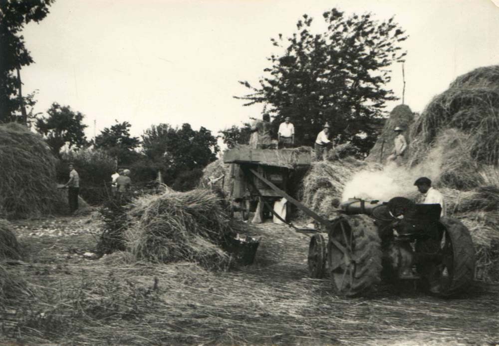 Vršidba žita u obližnjem selu Nova Vas oko 1956. godine. Vlasnik starog Fordsona, Žiža Ivan, stoji uz traktor