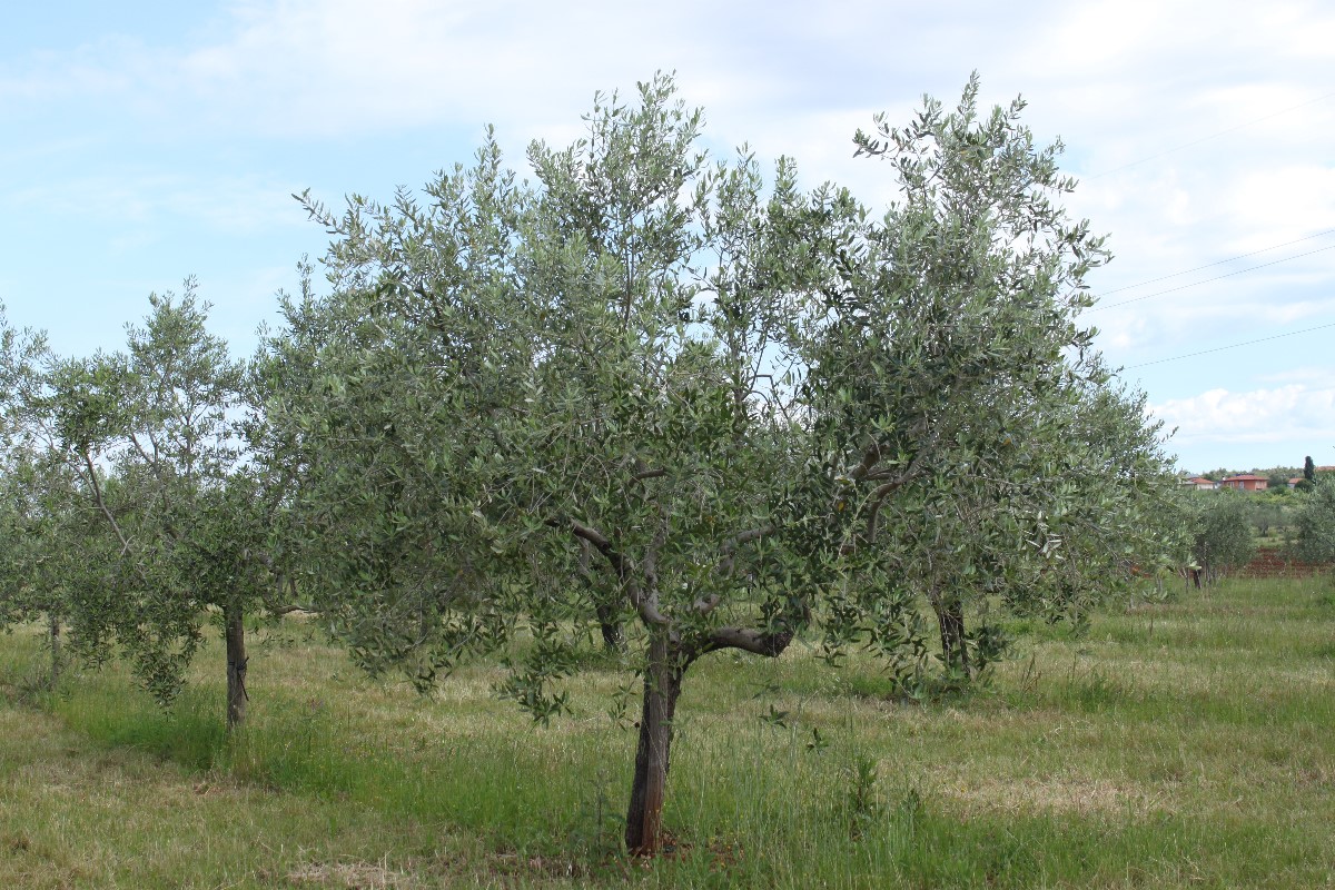 Olio d'oliva Umago