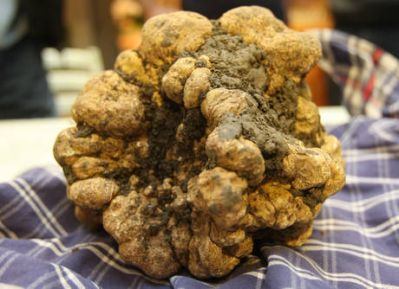 SVJEŽI I SMRZNUTI BIJELI TARTUF