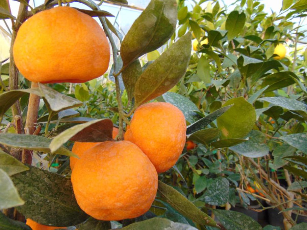 Sadnice mandarine