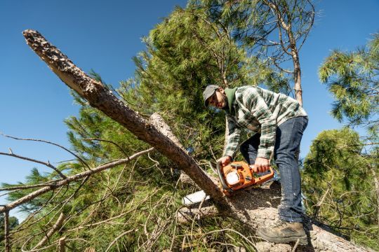 Kako izabrati stručnjaka za sigurno rušenje visokog drveća i orezivanje granja?<br>