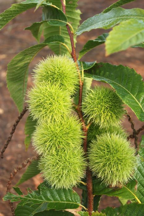 Europski kongres o pitomom kestenu