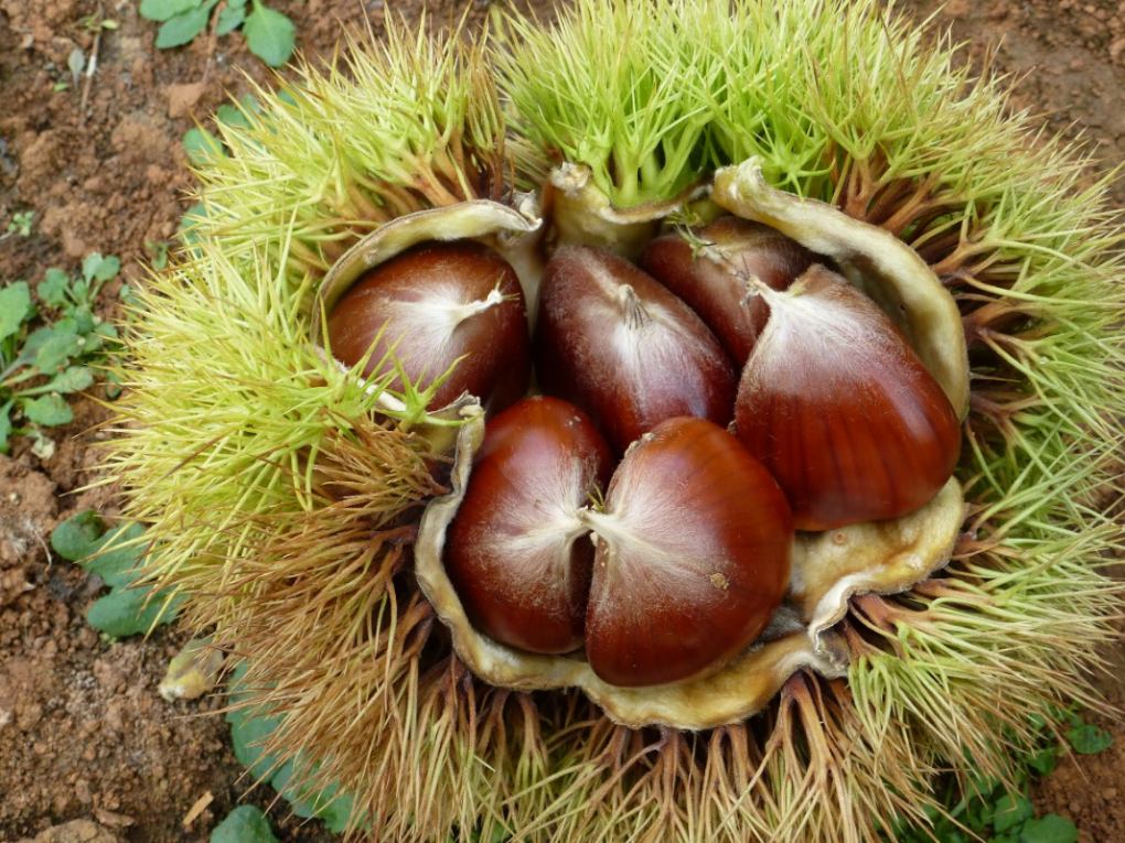 Pomlađeni stoljetni maruni - na Plodovima zemlje