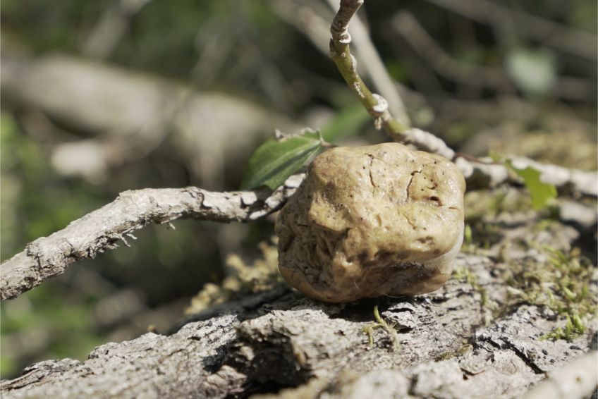 White truffle – Tuber Magnatum Pico