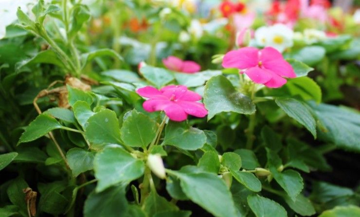 SJEMENSKA ROBA, SADNICE I SADNI MATERIJAL