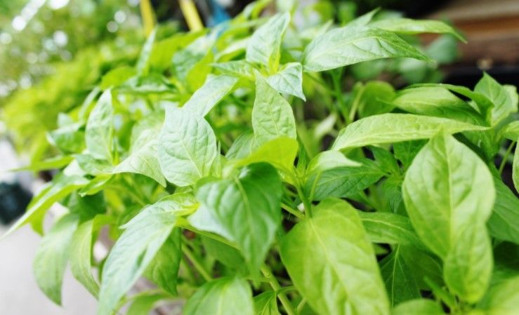 SREDSTVA ZA ZAŠTITU BILJA