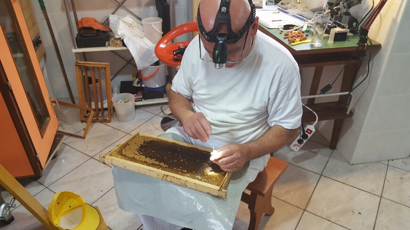 Pčelinjak i uzgoj matica Petra Banka
