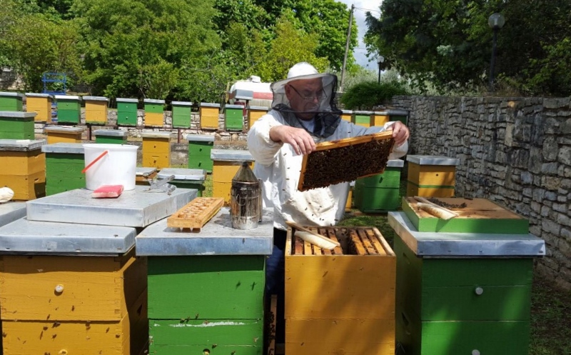 Pčelinjak i uzgoj matica Petra Banka