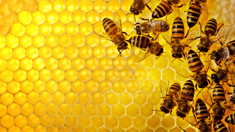 Udruga pčelara Nektar Poreč