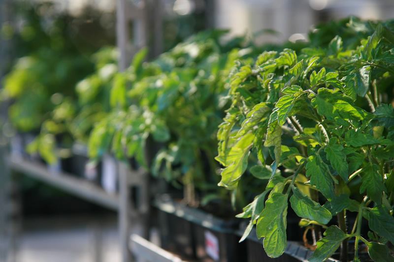 Sve za berbu grožda pronađite u agrariji u Bujama (video)