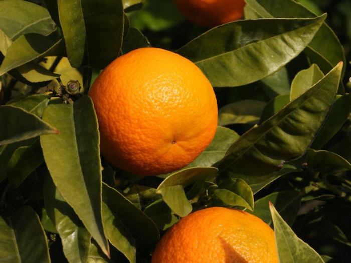 mandarina sadnice