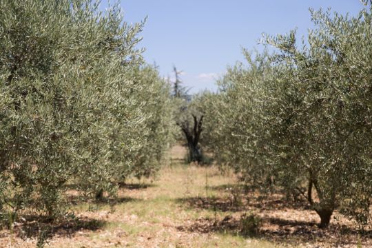 Kušaona maslinovog ulja u Istri