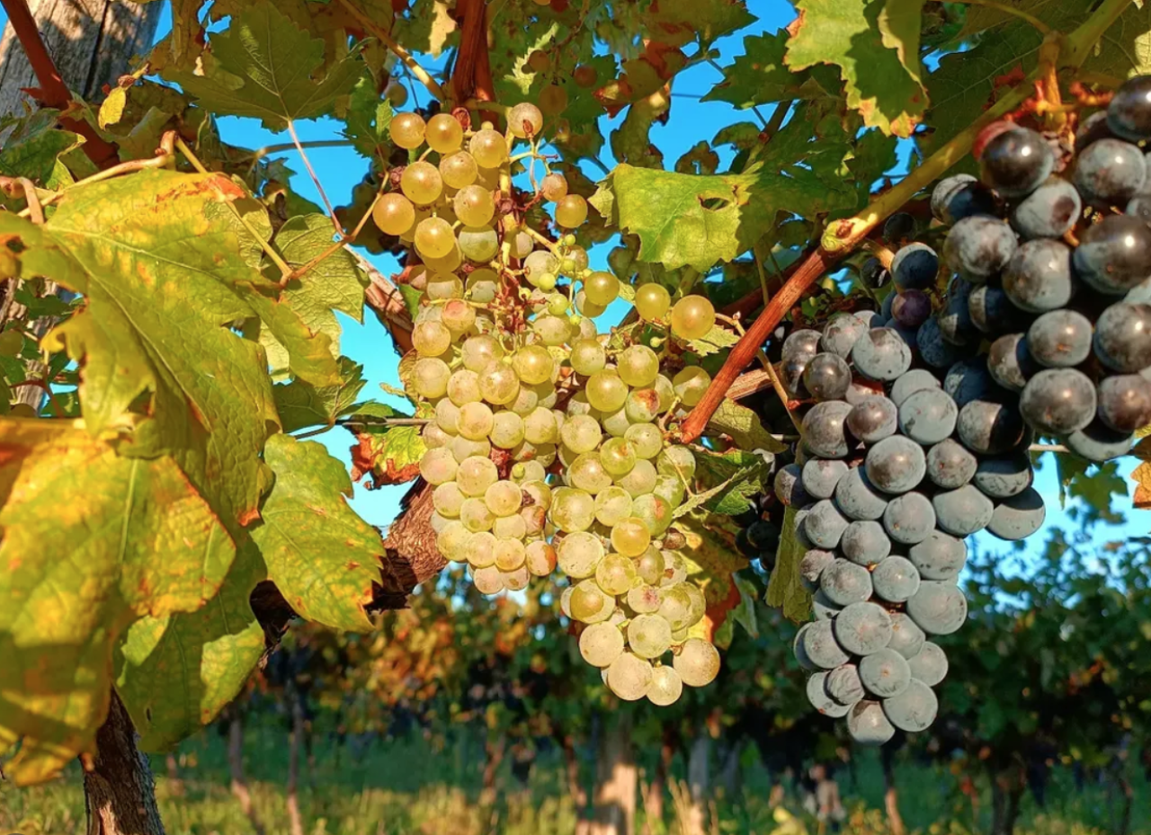 Vini premiati istriani - Vina Anđelini, Pisino