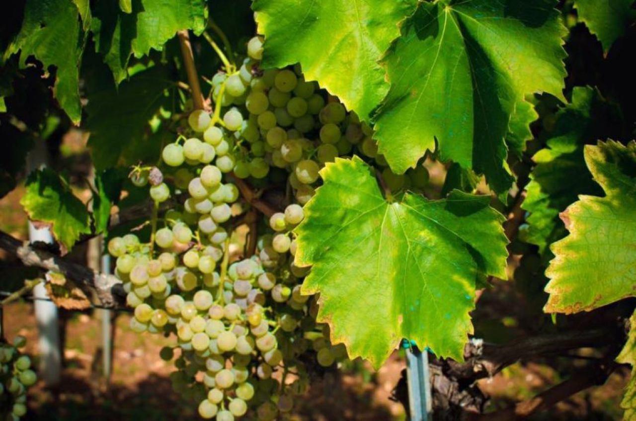 Bijelo vino Istra